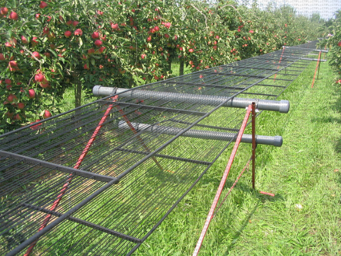 Récolte mécanique de pommes : filet mis en place